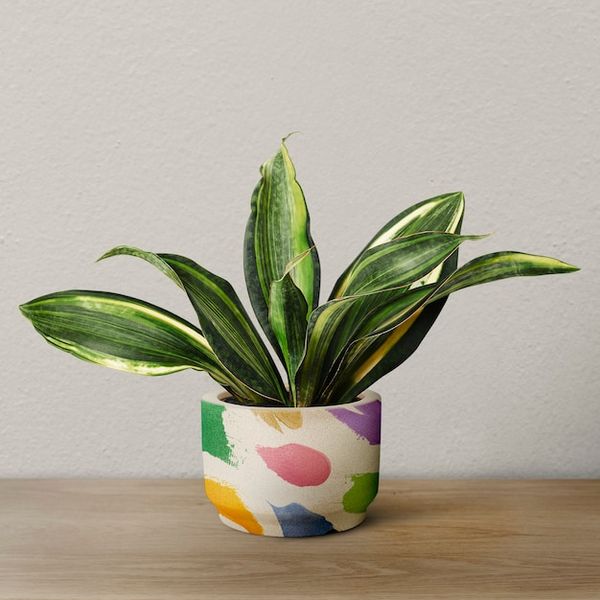 Sansevieria, hand-painted pot