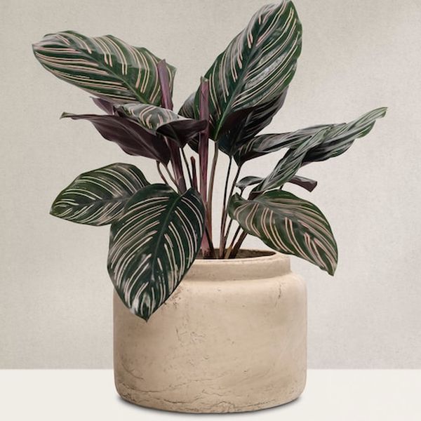 Calathea, stone pot